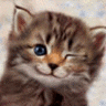 Skamu.com - The only place for Myspace icons, Orkut avatars, and profile codes