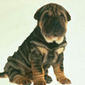 icon015.gif