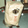 icon096.gif