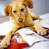 Skamu.com - The only place for Myspace icons, Orkut avatars, and profile codes