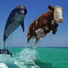 icon272.gif